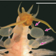 Illustration for article titled Sea Worms Defend Themselves With Bioluminescent Bombs